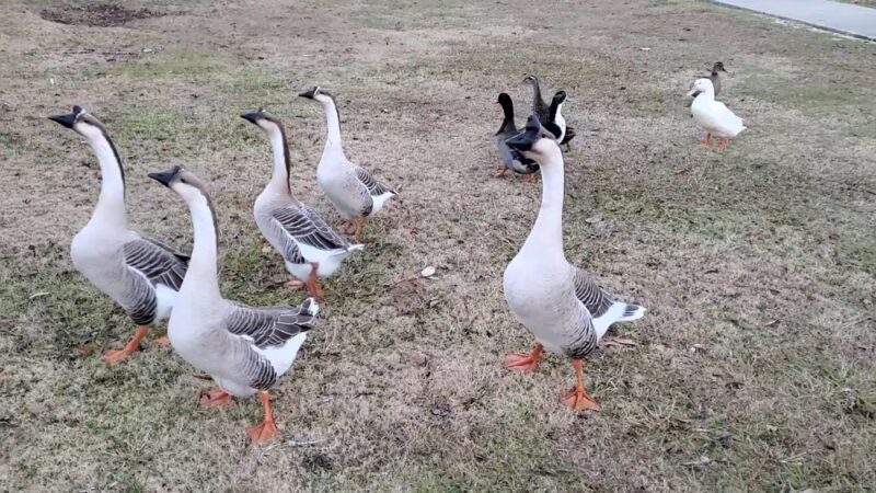 Cassidy Park - Bogalusa, LA