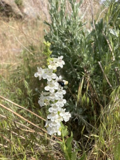 14 Tram Trail Trailhead - Boise, ID