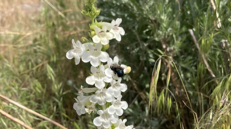 14 Tram Trail Trailhead - Boise, ID