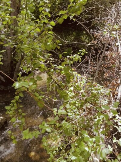 #78 Dry Creek Trail - Boise, ID