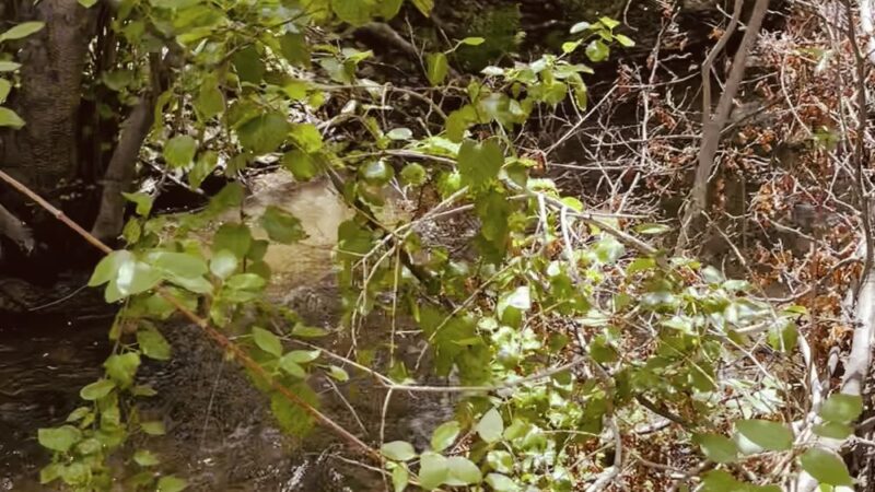 #78 Dry Creek Trail - Boise, ID