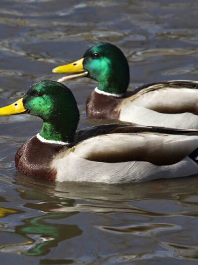 Ann Morrison Park Duck Ponds - Boise, ID