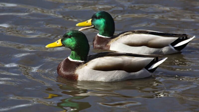 Ann Morrison Park Duck Ponds - Boise, ID