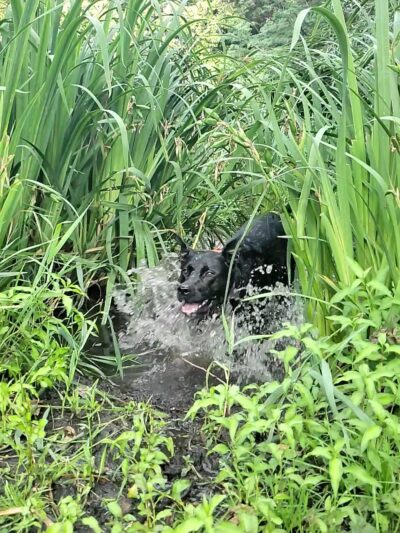 Williams Park - Boise, ID
