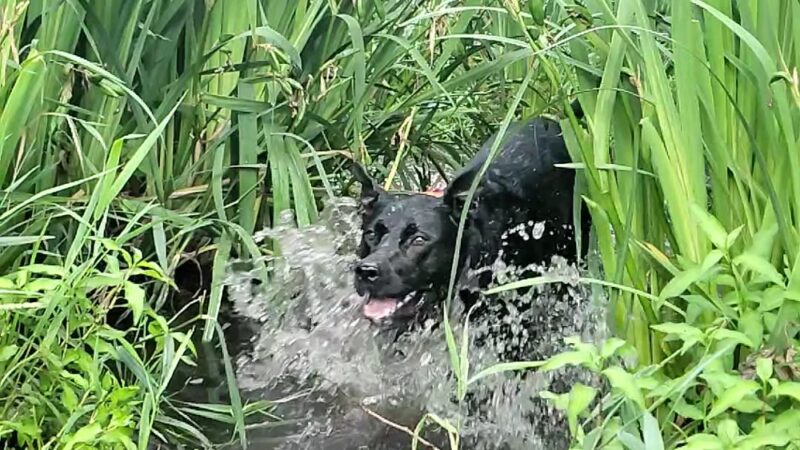 Williams Park - Boise, ID