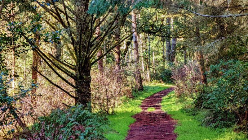 Olema Valley Trail - Bolinas, CA