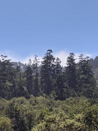 Olema Valley Trail - Bolinas, CA