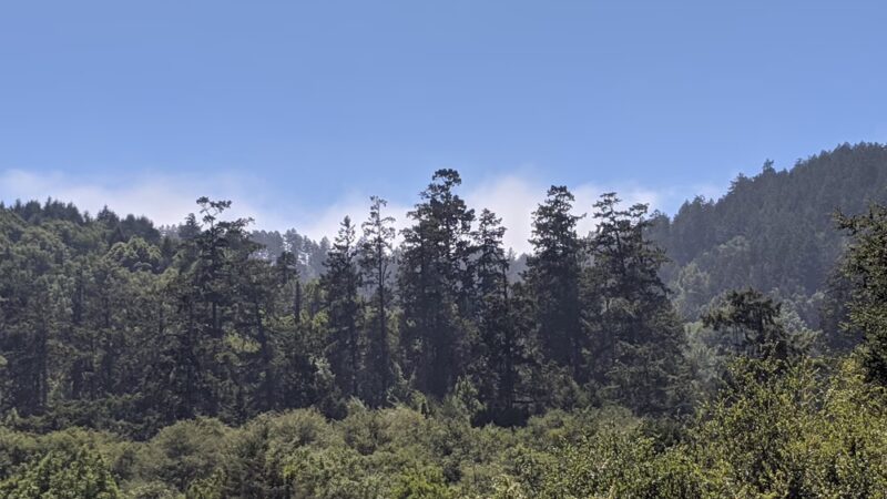 Olema Valley Trail - Bolinas, CA