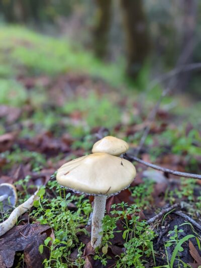 Olema Valley Trail - Bolinas, CA