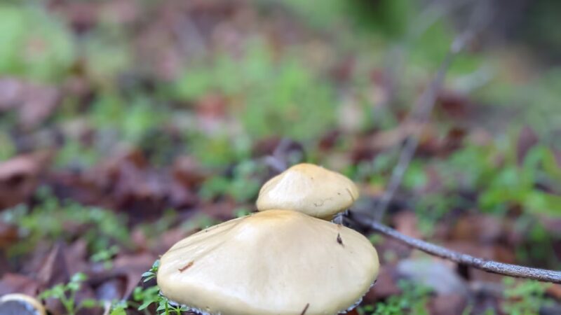 Olema Valley Trail - Bolinas, CA
