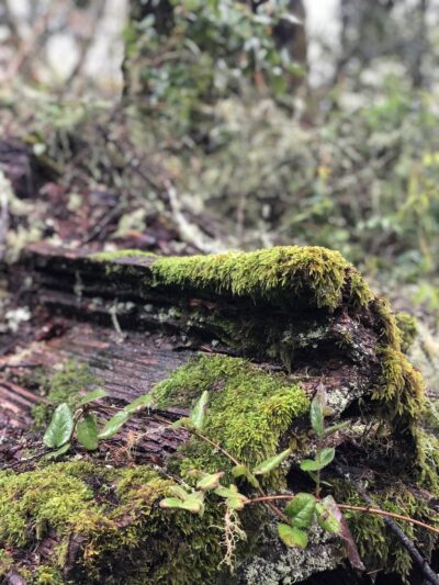 Olema Valley Trail - Bolinas, CA