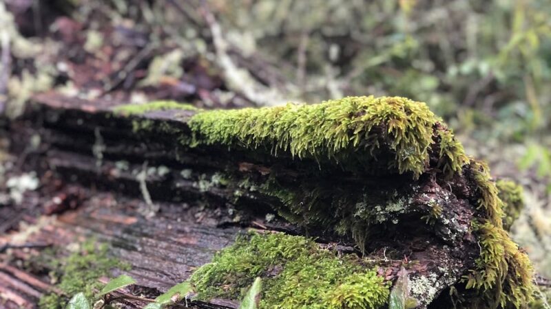 Olema Valley Trail - Bolinas, CA
