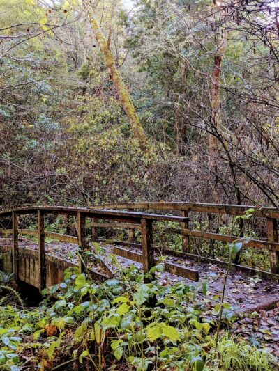 Olema Valley Trail - Bolinas, CA