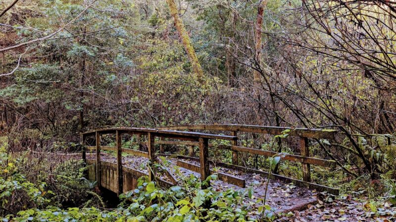 Olema Valley Trail - Bolinas, CA