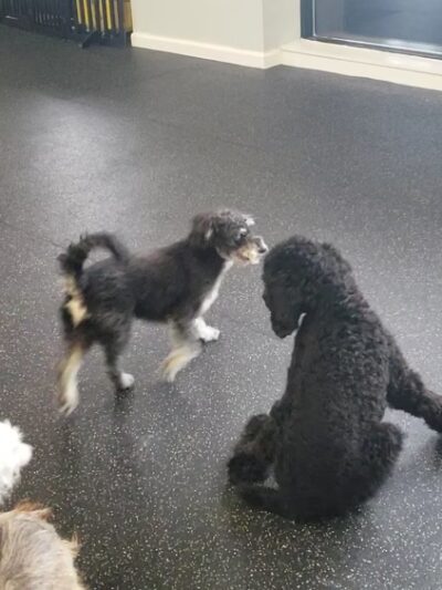 Dog Dayze- Doggie Daycare & Boarding - Bolingbrook, IL