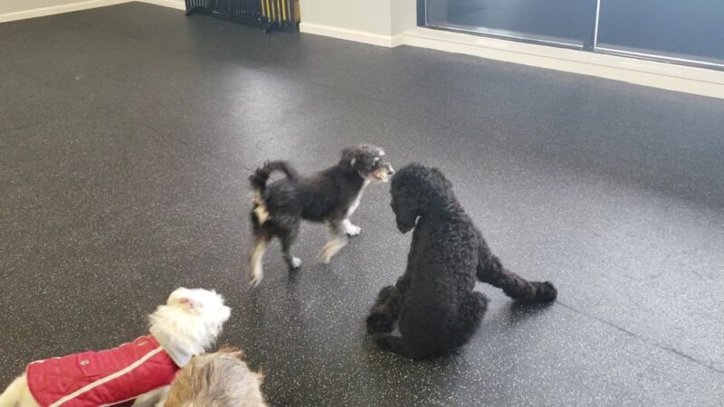 Dog Dayze- Doggie Daycare & Boarding - Bolingbrook, IL