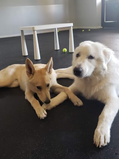 Dog Dayze- Doggie Daycare & Boarding - Bolingbrook, IL