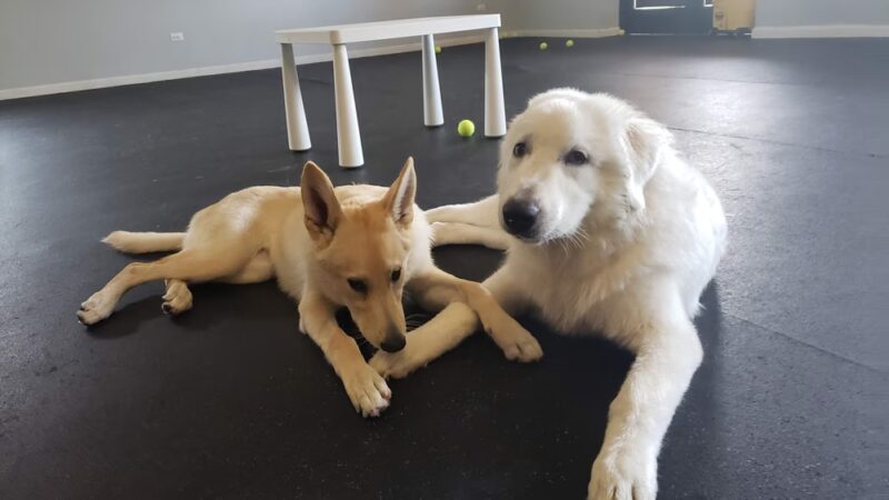 Dog Dayze- Doggie Daycare & Boarding - Bolingbrook, IL