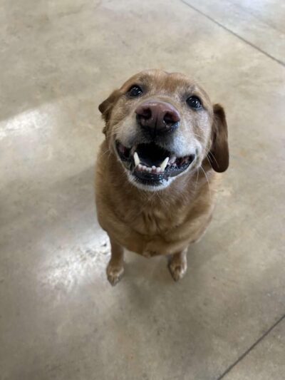 Dog Dayze- Doggie Daycare & Boarding - Bolingbrook, IL