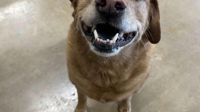 Dog Dayze- Doggie Daycare & Boarding - Bolingbrook, IL