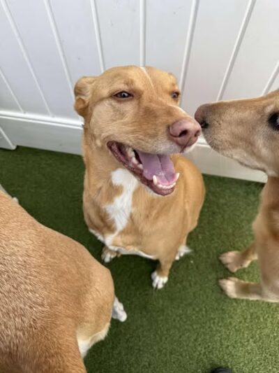 Dog Dayze- Doggie Daycare & Boarding - Bolingbrook, IL