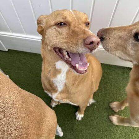 Dog Dayze- Doggie Daycare & Boarding - Bolingbrook, IL