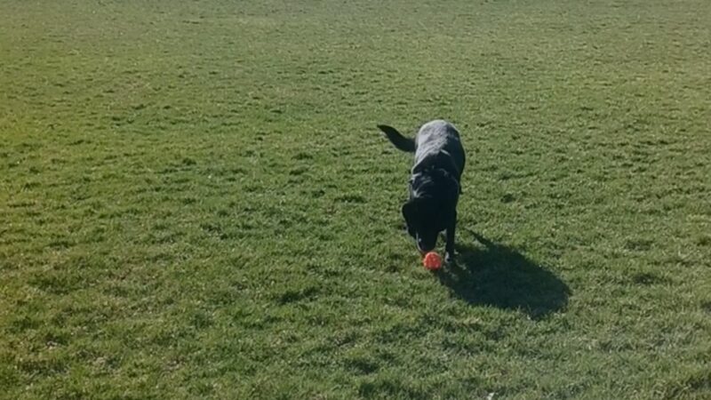 Drafke Park, Bolingbrook Park District - Bolingbrook, IL