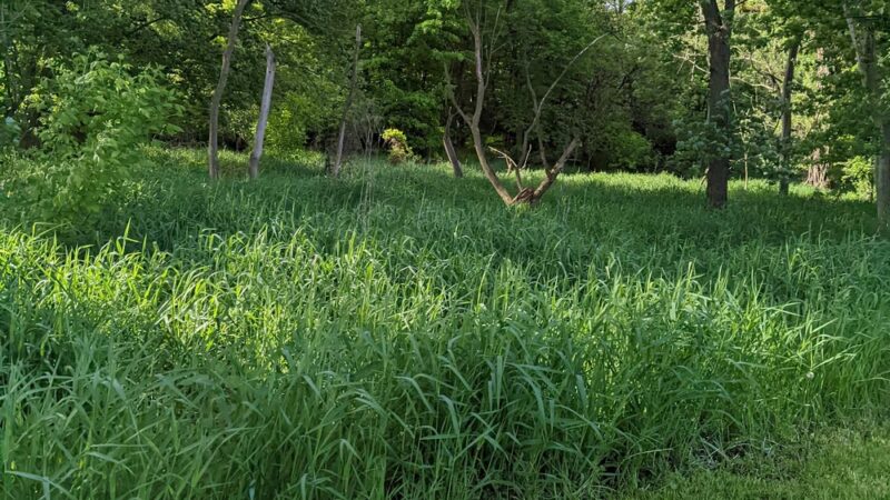 DuPage River Greenway Trail - Bolingbrook, IL
