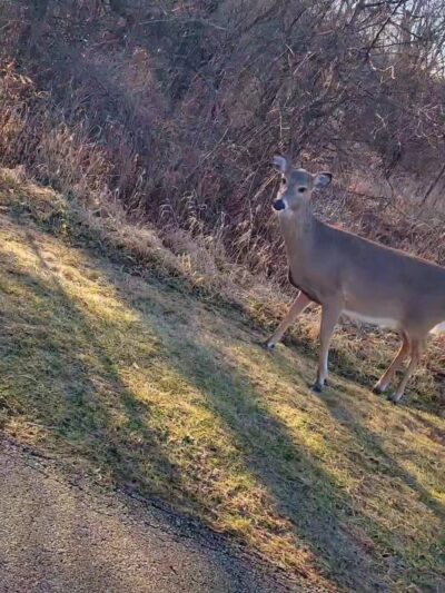 DuPage River Park - Bolingbrook, IL
