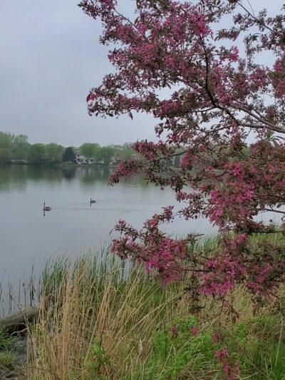 Gateway Wetlands Park, Bolingbrook Park District - Bolingbrook, IL