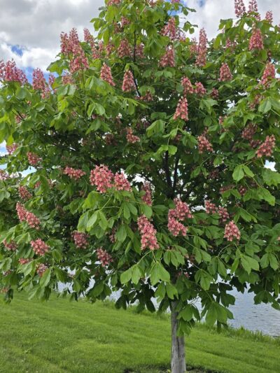 Indian Chase Meadows Park, Bolingbrook Park District - Bolingbrook, IL
