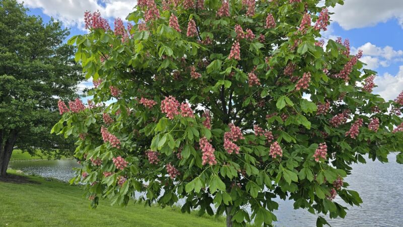 Indian Chase Meadows Park, Bolingbrook Park District - Bolingbrook, IL