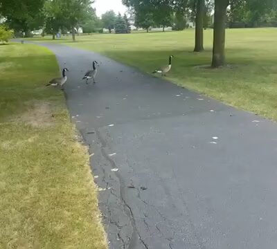 Indian Chase Meadows Park, Bolingbrook Park District - Bolingbrook, IL