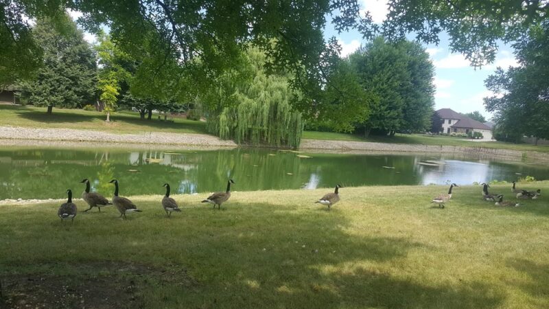 Indian Chase Meadows Park, Bolingbrook Park District - Bolingbrook, IL