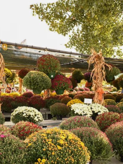 Johansen Farm Park, Bolingbrook Park District - Bolingbrook, IL