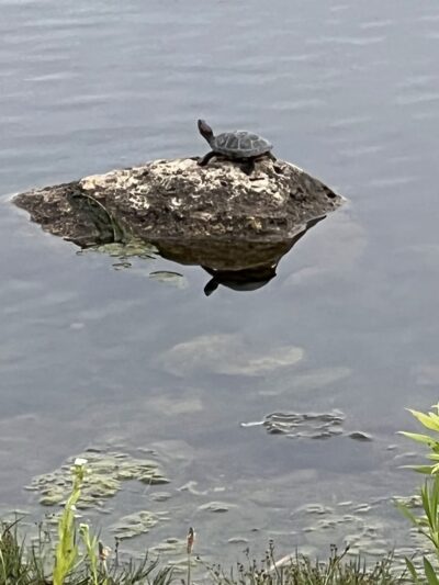 Lilac Park - Bolingbrook, IL