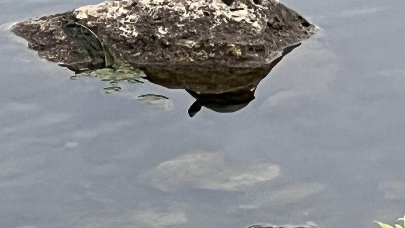 Lilac Park - Bolingbrook, IL