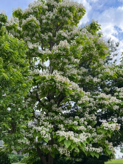 Lilac Park - Bolingbrook, IL