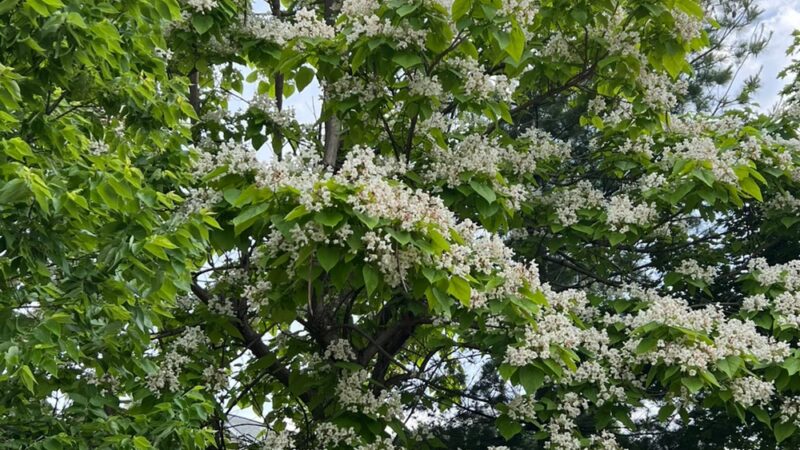 Lilac Park - Bolingbrook, IL