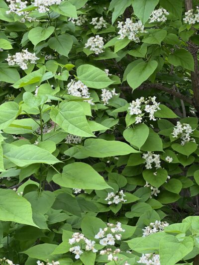 Lilac Park - Bolingbrook, IL