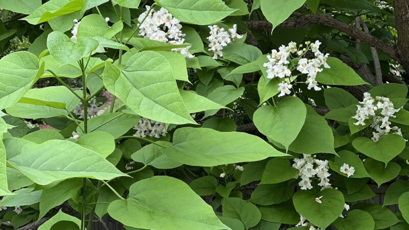 Lilac Park - Bolingbrook, IL