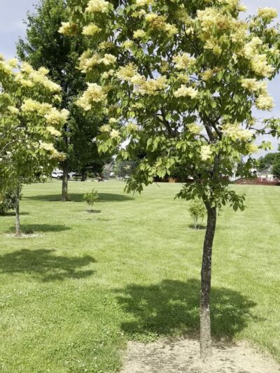 Lilac Park - Bolingbrook, IL