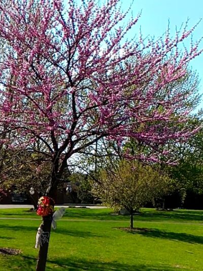 Schraeder Park, Bolingbrook Park District - Bolingbrook, IL