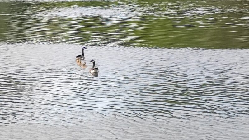 Schraeder Park, Bolingbrook Park District - Bolingbrook, IL