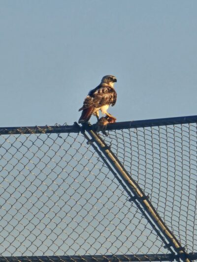 Veterans Park, Bolingbrook Park District - Bolingbrook, IL