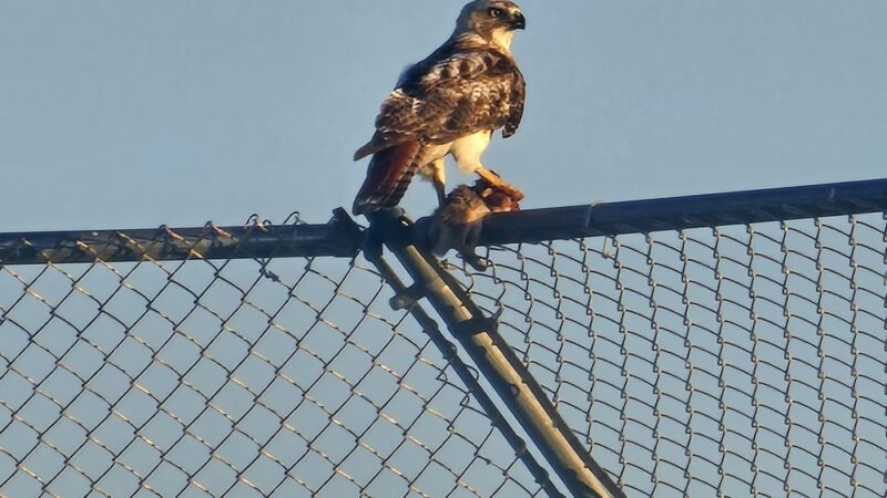 Veterans Park, Bolingbrook Park District - Bolingbrook, IL