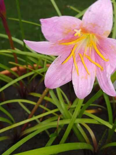 Veterans Park, Bolingbrook Park District - Bolingbrook, IL