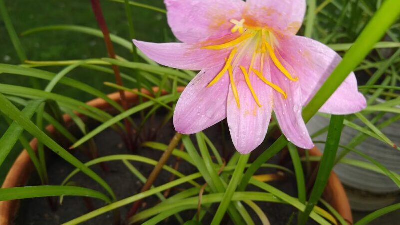 Veterans Park, Bolingbrook Park District - Bolingbrook, IL