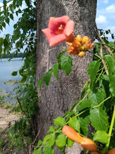 Sand Beach Lake - Bolivar, TN