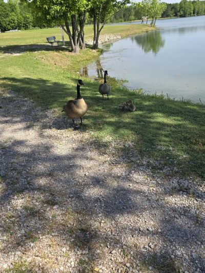 Sand Beach Lake - Bolivar, TN
